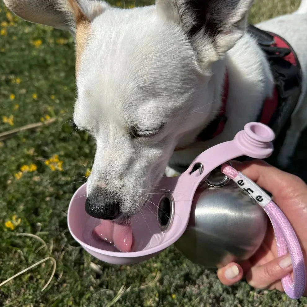 2-in-1 Portable Dog Water Bottle for Small Dogs🐶